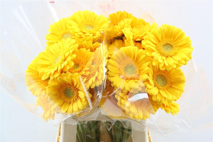 <h4>Ge Gr Captiva</h4>