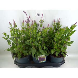 Salvia nemorosa   ...