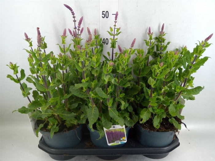 <h4>Salvia nemorosa   ...</h4>