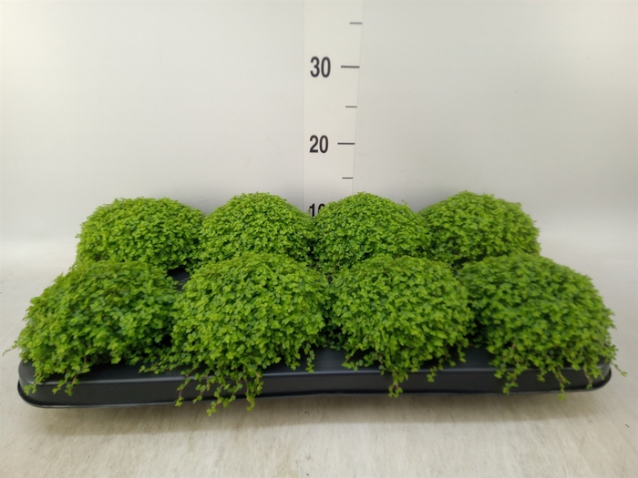 <h4>Soleirolia soleirolii   ...green</h4>