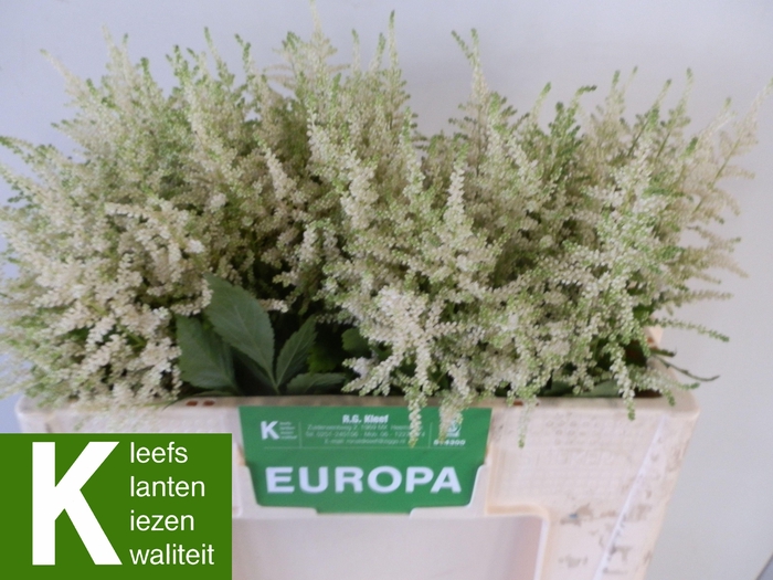 <h4>ASTIL JA EUROPA</h4>