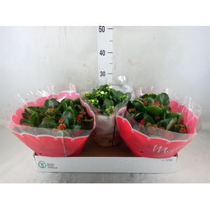 Kalanchoe blos.   ..rosebud mix  2