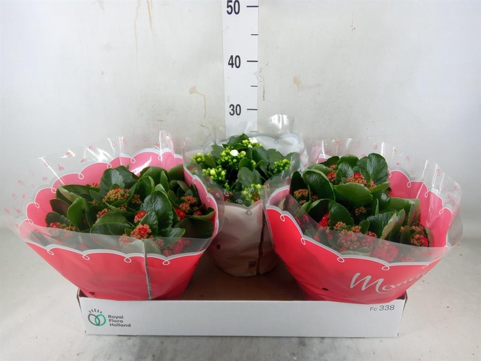 <h4>Kalanchoe blos. ..rosebud mix 2</h4>