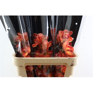 Cymb Oranje Opgetrokken Per Tak