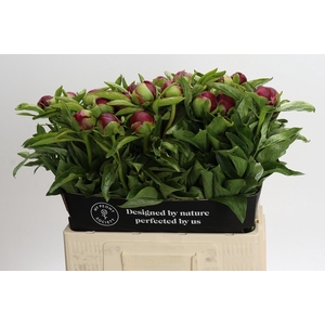 Paeonia Red Charm