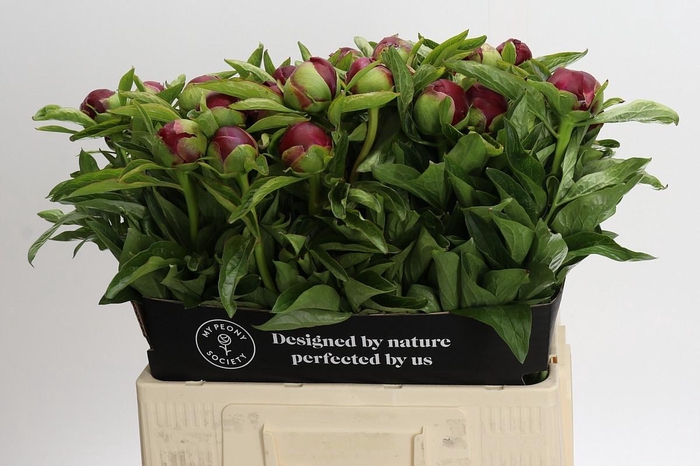 <h4>Paeonia Red Charm</h4>