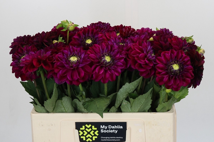 Dahlia Embassy