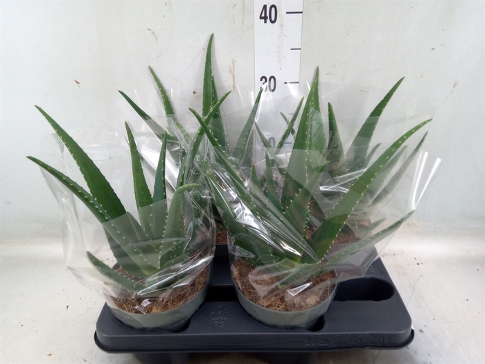 <h4>Aloe vera</h4>