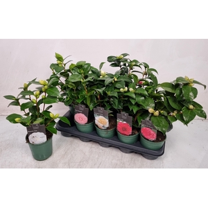 CAMELLIA JAPONICA