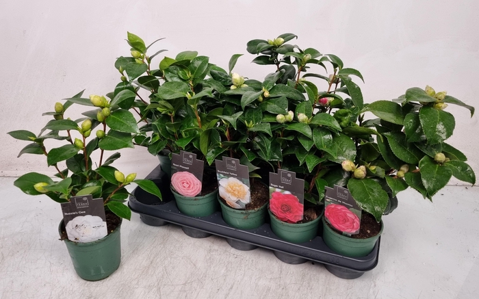 <h4>CAMELLIA JAPONICA</h4>