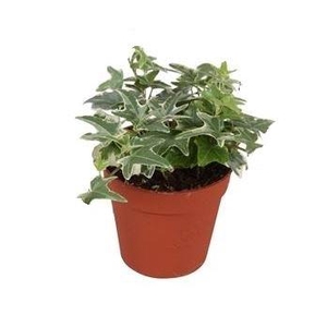 Hedera helix Mona Lisa