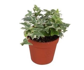 <h4>Hedera helix Mona Lisa</h4>