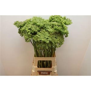 Ammi Vis Green Mist