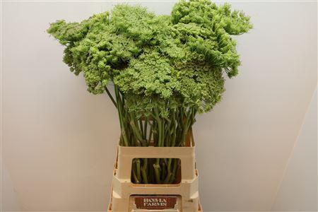 <h4>Ammi Vis Green Mist</h4>