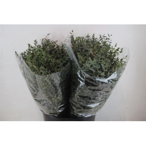 Euca Parvifolia Short 150gr P Bunch