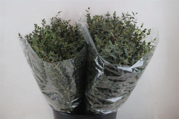 <h4>Euca Parvifolia Short 150gr P Bunch</h4>