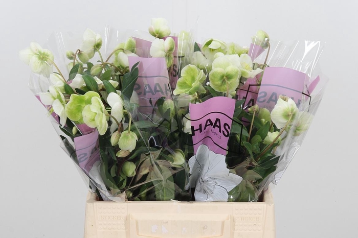 <h4>Helleb Magnif Bells</h4>