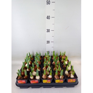 Tulipa DU 'Baby'   ...mix