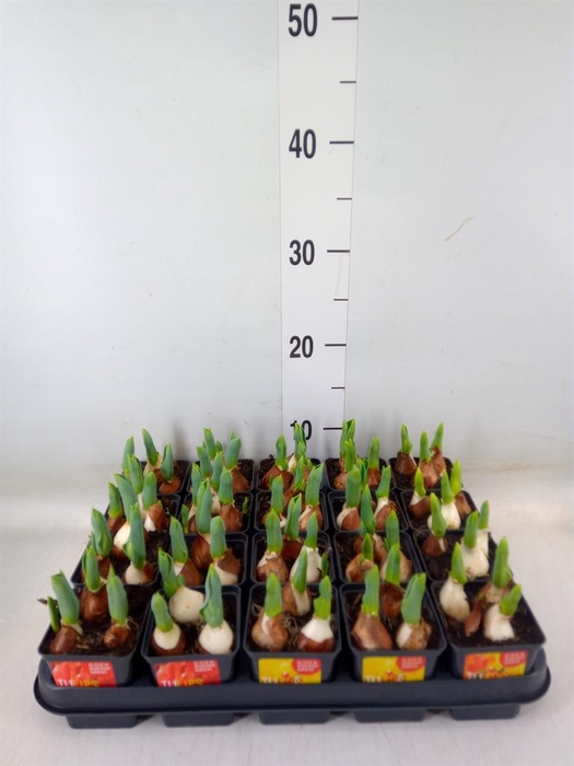 <h4>Tulipa DU 'Baby'   ...mix</h4>