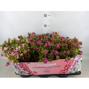 Gaultheria mucronata