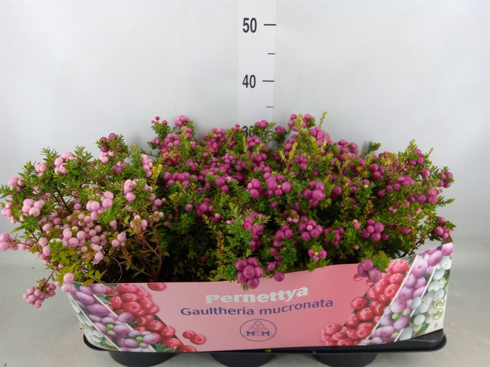 <h4>Gaultheria mucronata</h4>