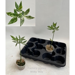 Pachira glabra Milky Way variegata 7cm *NEW*