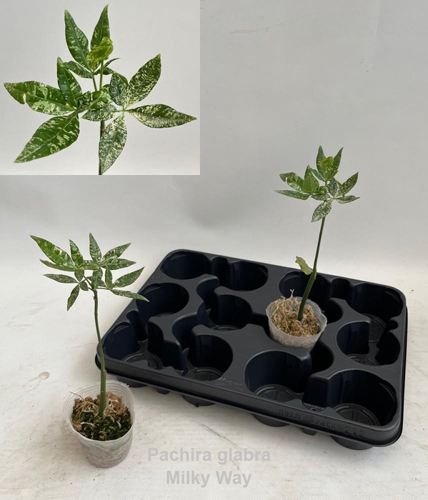 <h4>Pachira glabra Milky Way variegata 7cm *NEW*</h4>