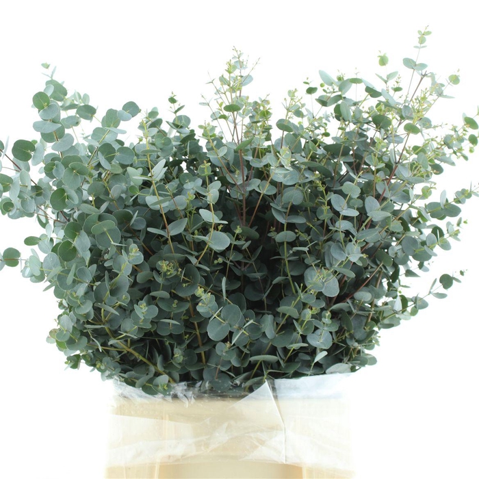 <h4>Euca Gunni Short 200 Gram</h4>