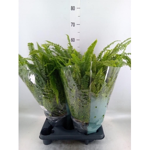 Nephrolepis exal. 'Green Lady'