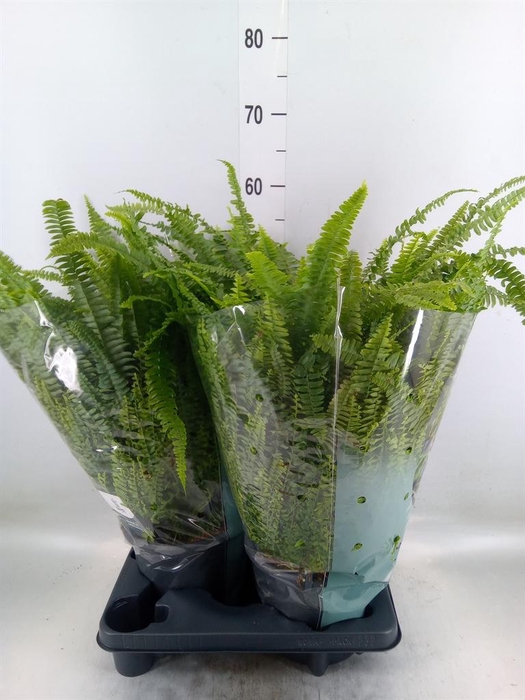 <h4>Nephrolepis exal. 'Green Lady'</h4>