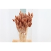Dried Lagurus Bleached Browny Bs