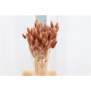 Dried Lagurus Bleached Browny Bs