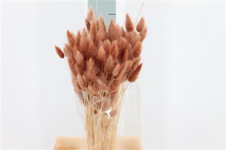 Dried Lagurus Bleached Browny Bs