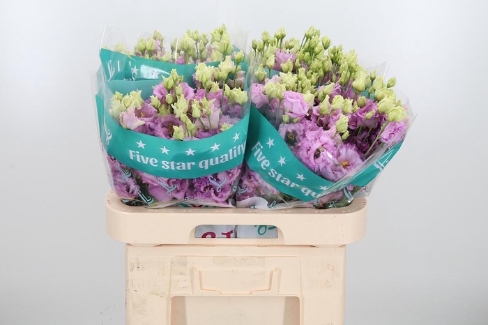 <h4>Eus G Rosan Emerald</h4>