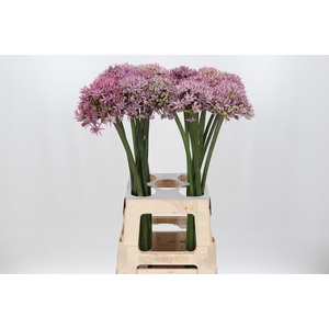 Allium Pink Jewel
