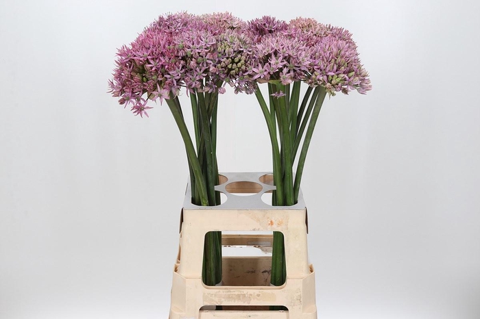 <h4>Allium Pink Jewel</h4>