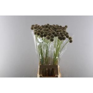 Scabiosa Bitterbal (20per Pak)