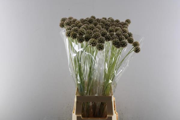 <h4>Scabiosa Bitterbal (20per Pak)</h4>