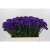 Limonium Navy Sun Birds