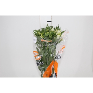 ALST. WHITNEY 070 CM