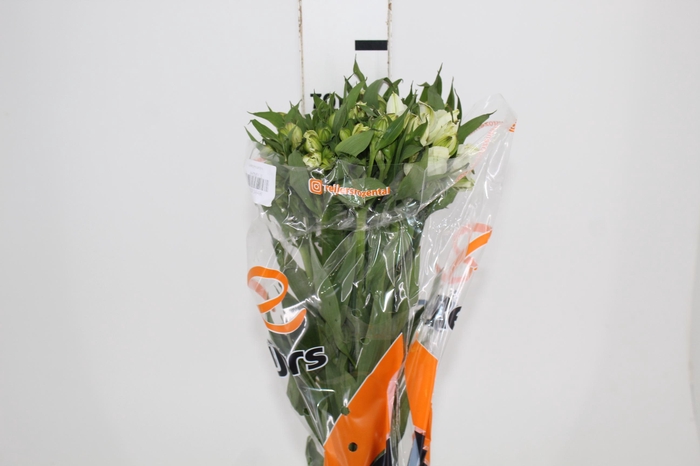 <h4>ALST. WHITNEY 070 CM</h4>