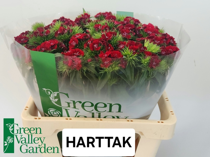 <h4>DI BARB S WILL RED</h4>