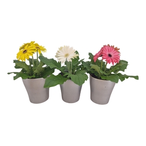 Gerbera 2+ bl in stefanie zilver keramiek