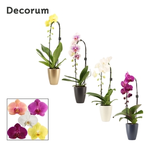 Phalaenopsis cascade 1 tak mix in Carly (Neo Architect-collect.)