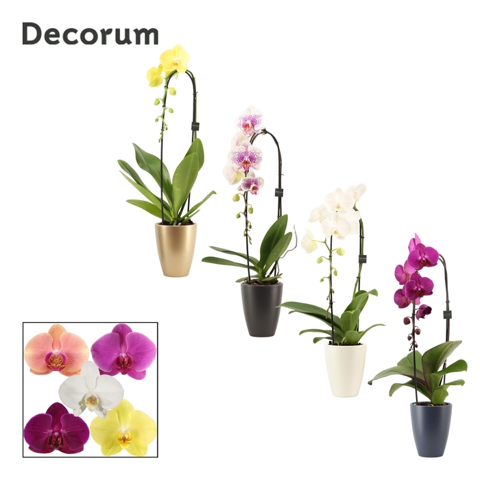 <h4>Phalaenopsis cascade 1 tak mix in Carly (Neo Architect-collect.)</h4>