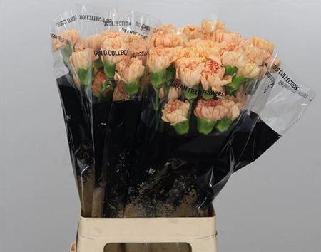 <h4>Di St Caroline Gold</h4>