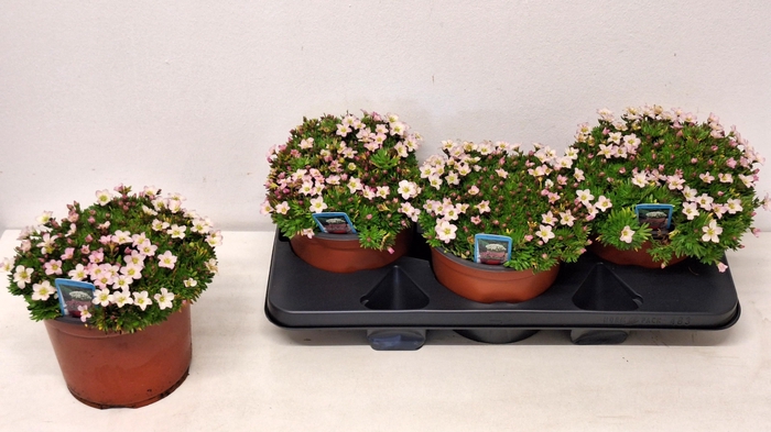 <h4>SAXIF ARENDSII</h4>