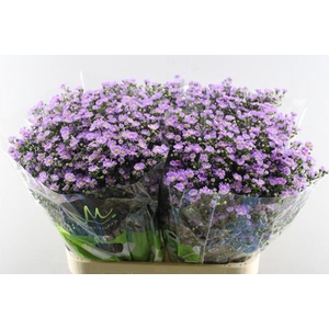 Aster Tiny Pink L 80/30