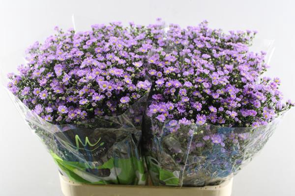 <h4>Aster Tiny Pink L 80/30</h4>