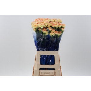 Di St Komachi Fiesta hi